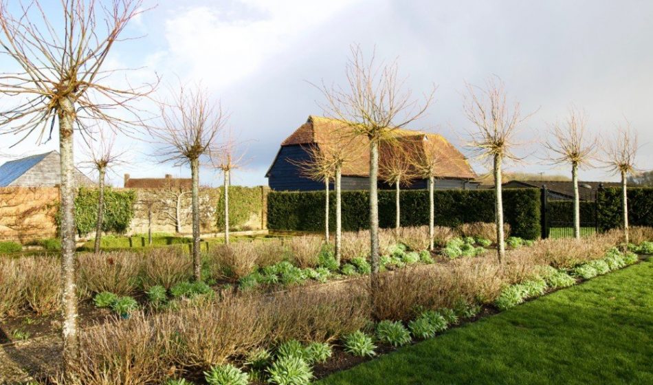 Farmhouse Hampshire - Formal Tree Lined Walkway in Winter