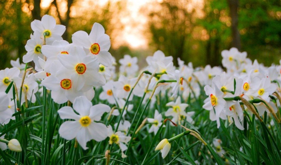 Houghton Lodge Hampshire - White Narcissi